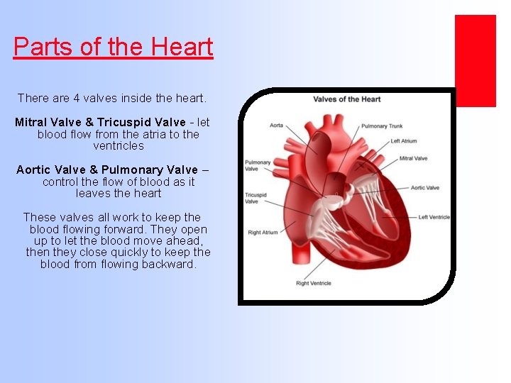 Parts of the Heart There are 4 valves inside the heart. Mitral Valve &