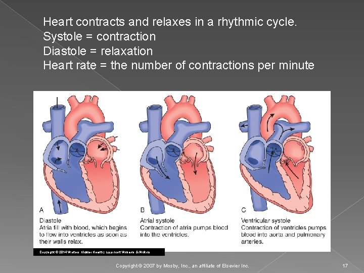 Heart contracts and relaxes in a rhythmic cycle. Systole = contraction Diastole = relaxation