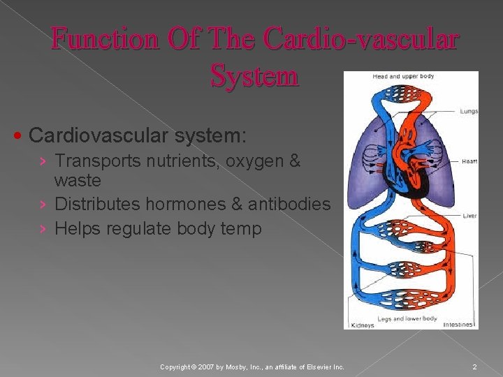 Function Of The Cardio-vascular System • Cardiovascular system: › Transports nutrients, oxygen & waste