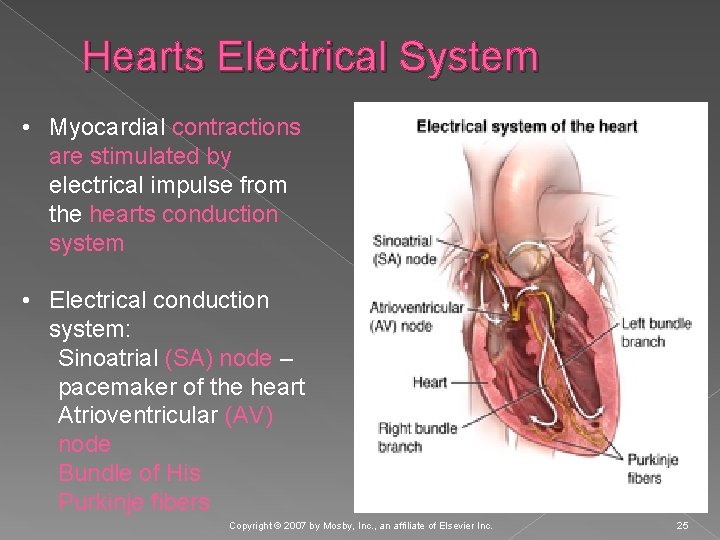 Hearts Electrical System • Myocardial contractions are stimulated by electrical impulse from the hearts