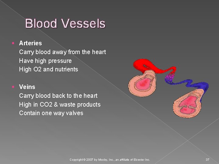 Blood Vessels § Arteries Carry blood away from the heart Have high pressure High