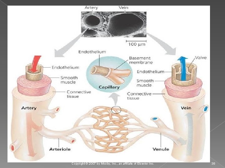  Copyright © 2007 by Mosby, Inc. , an affiliate of Elsevier Inc. 38