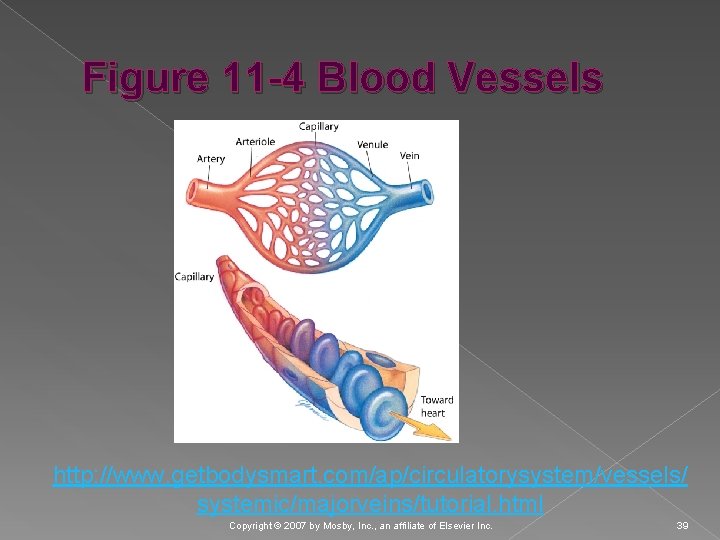 Figure 11 -4 Blood Vessels http: //www. getbodysmart. com/ap/circulatorysystem/vessels/ systemic/majorveins/tutorial. html Copyright © 2007