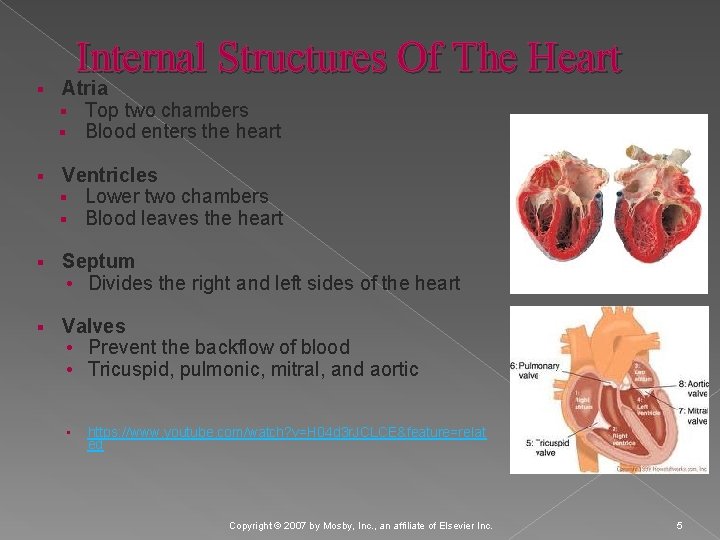 Internal Structures Of The Heart § Atria § Top two chambers § Blood enters