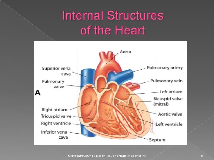 Internal Structures of the Heart Copyright © 2007 by Mosby, Inc. , an affiliate