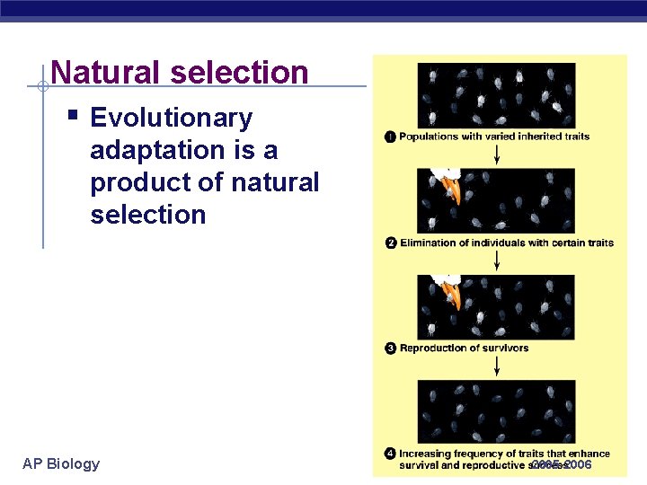 Natural selection § Evolutionary adaptation is a product of natural selection AP Biology 2005