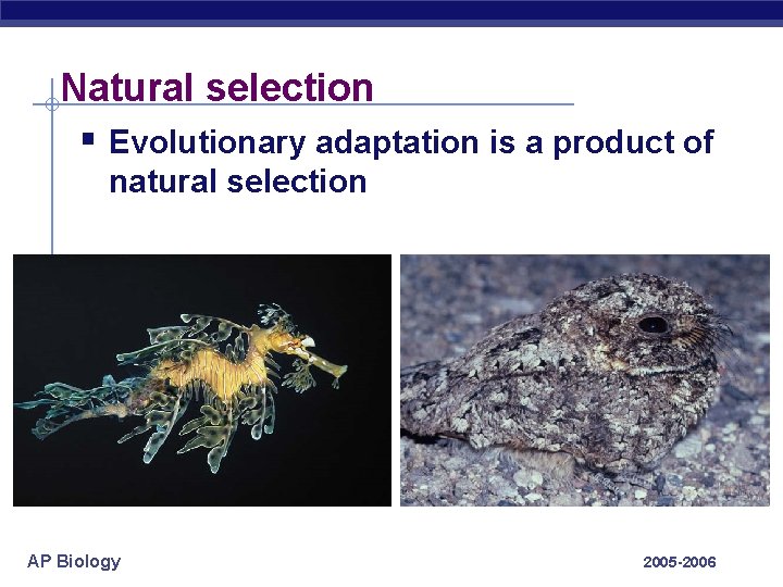 Natural selection § Evolutionary adaptation is a product of natural selection AP Biology 2005