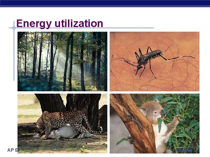 Energy utilization AP Biology 2005 -2006 