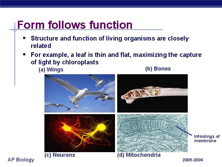 Form follows function § Structure and function of living organisms are closely § related