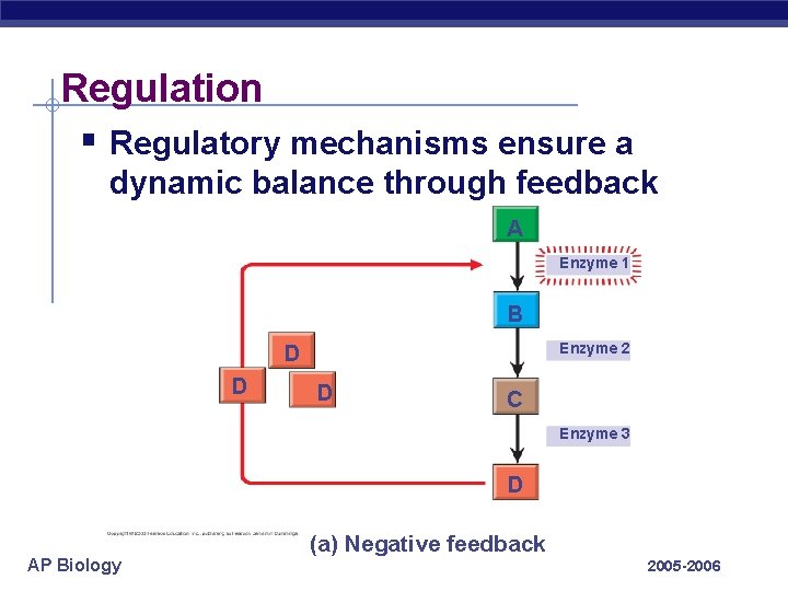 Regulation § Regulatory mechanisms ensure a dynamic balance through feedback A Enzyme 1 B
