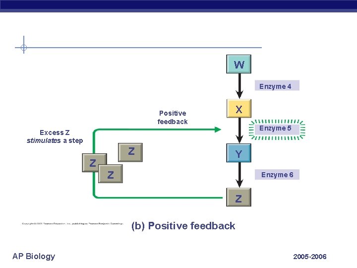 W Enzyme 4 Positive feedback X Enzyme 5 Excess Z stimulates a step Z