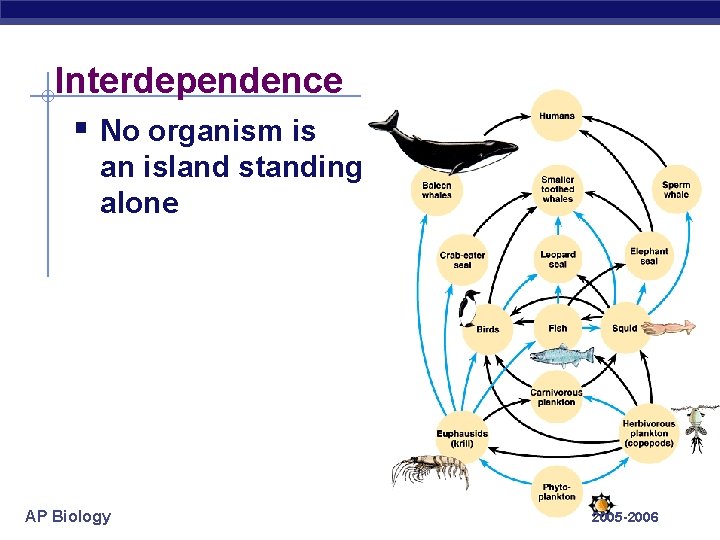 Interdependence § No organism is an island standing alone AP Biology 2005 -2006 