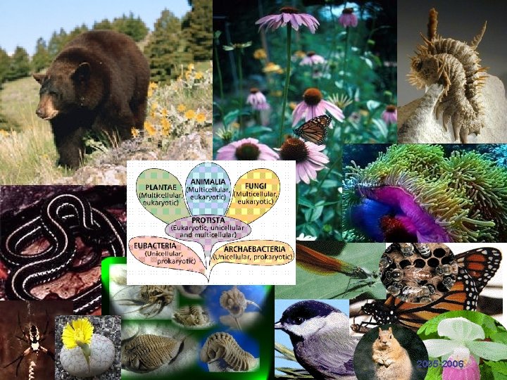 AP Biology 2005 -2006 