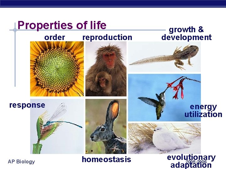 Properties of life order reproduction response AP Biology growth & development energy utilization homeostasis