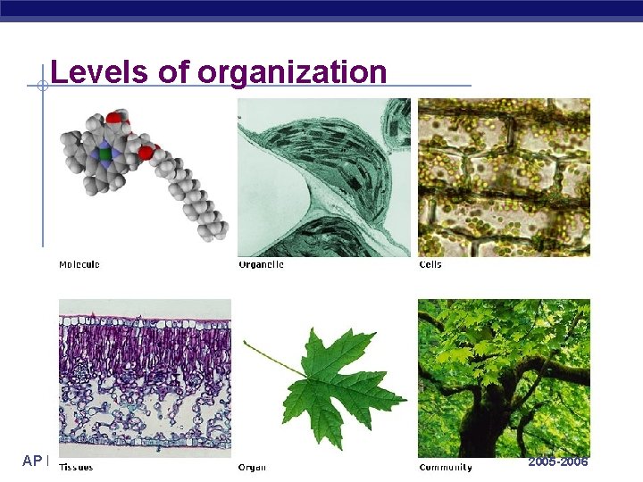 Levels of organization AP Biology 2005 -2006 