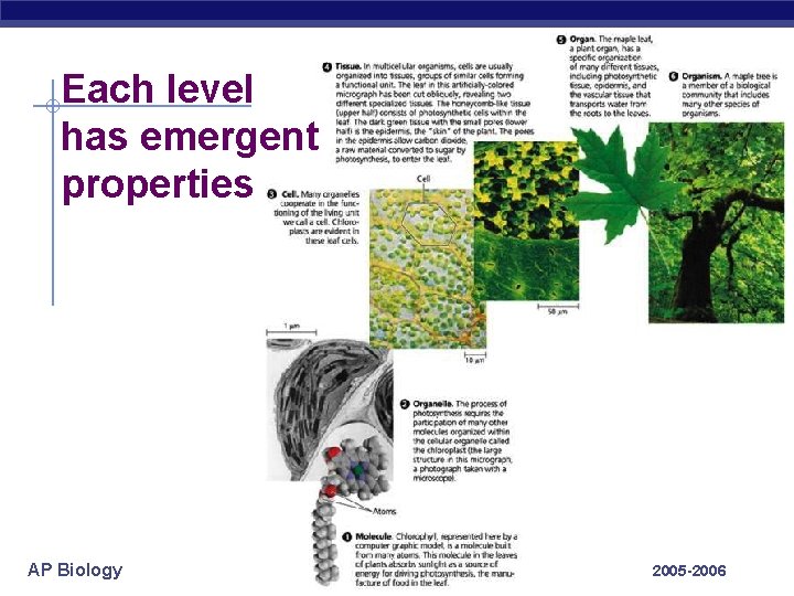 Each level has emergent properties AP Biology 2005 -2006 