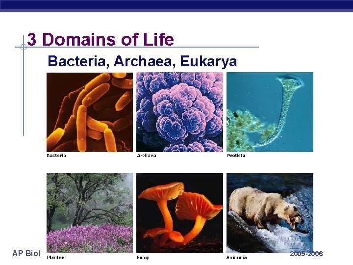 3 Domains of Life Bacteria, Archaea, Eukarya AP Biology 2005 -2006 