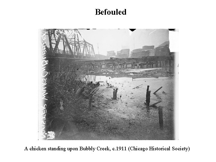 Befouled A chicken standing upon Bubbly Creek, c. 1911 (Chicago Historical Society) Befouled A chicken standing upon Bubbly Creek, c. 1911 (Chicago Historical Society)