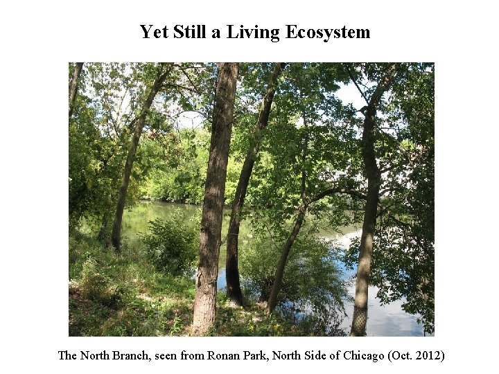 Yet Still a Living Ecosystem The North Branch, seen from Ronan Park, North Side Yet Still a Living Ecosystem The North Branch, seen from Ronan Park, North Side
