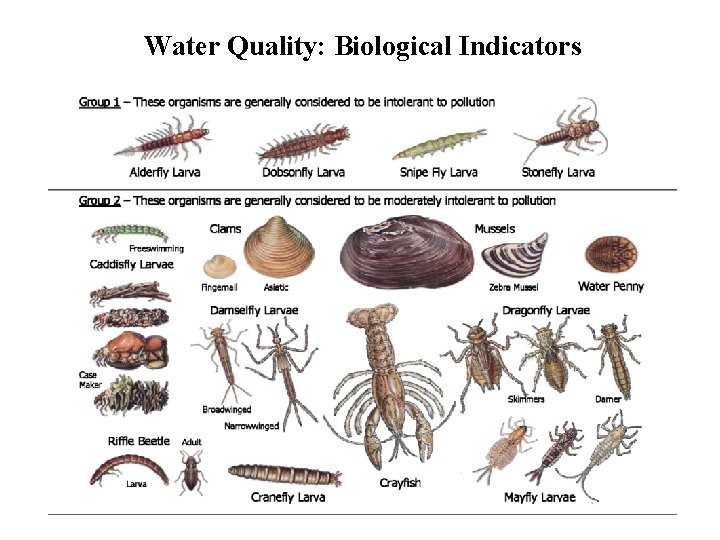 Water Quality: Biological Indicators Water Quality: Biological Indicators