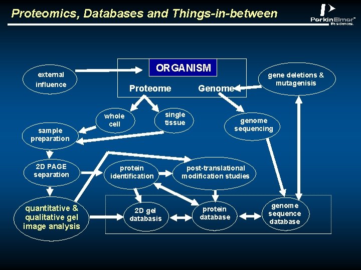 Proteomics, Databases and Things-in-between ORGANISM external influence sample preparation 2 D PAGE separation quantitative