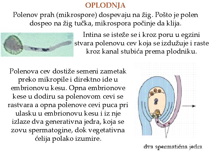 OPLODNJA Polenov prah (mikrospore) dospevaju na žig. Pošto je polen dospeo na žig tučka,