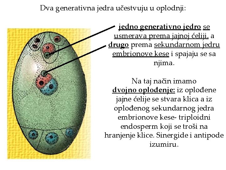 Dva generativna jedra učestvuju u oplodnji: jedno generativno jedro se usmerava prema jajnoj ćeliji,