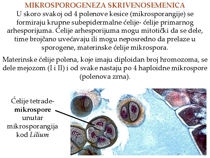 MIKROSPOROGENEZA SKRIVENOSEMENICA U skoro svakoj od 4 polenove kesice (mikrosporangije) se formiraju krupne subepidermalne