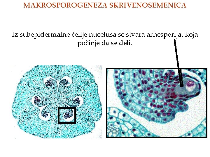 MAKROSPOROGENEZA SKRIVENOSEMENICA Iz subepidermalne ćelije nucelusa se stvara arhesporija, koja počinje da se deli.