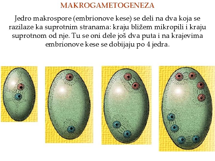 MAKROGAMETOGENEZA Jedro makrospore (embrionove kese) se deli na dva koja se razilaze ka suprotnim