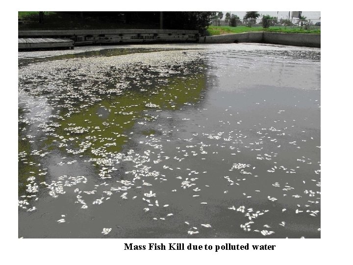 Mass Fish Kill due to polluted water 