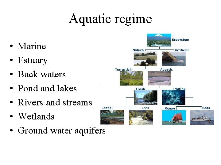 Aquatic regime • • Marine Estuary Back waters Pond and lakes Rivers and streams