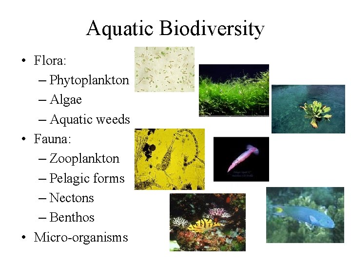 Aquatic Biodiversity • Flora: – Phytoplankton – Algae – Aquatic weeds • Fauna: –