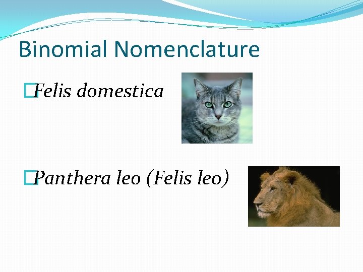 Binomial Nomenclature �Felis domestica �Panthera leo (Felis leo) 