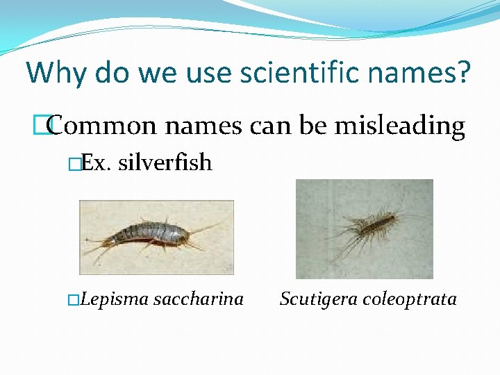 Why do we use scientific names? �Common names can be misleading �Ex. silverfish �Lepisma