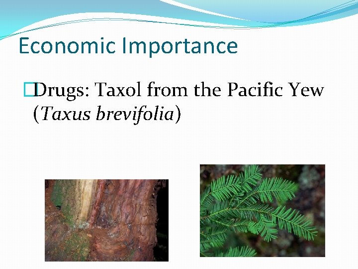 Economic Importance �Drugs: Taxol from the Pacific Yew (Taxus brevifolia) 