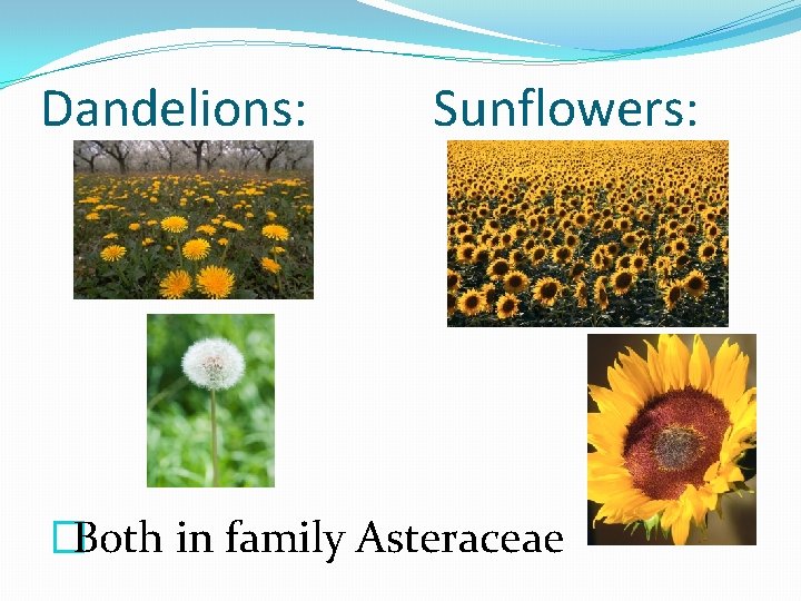 Dandelions: Sunflowers: �Both in family Asteraceae 