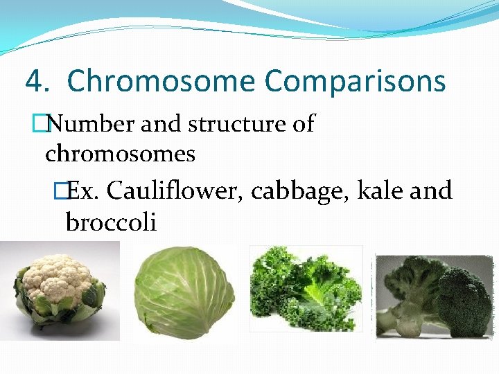 4. Chromosome Comparisons �Number and structure of chromosomes �Ex. Cauliflower, cabbage, kale and broccoli