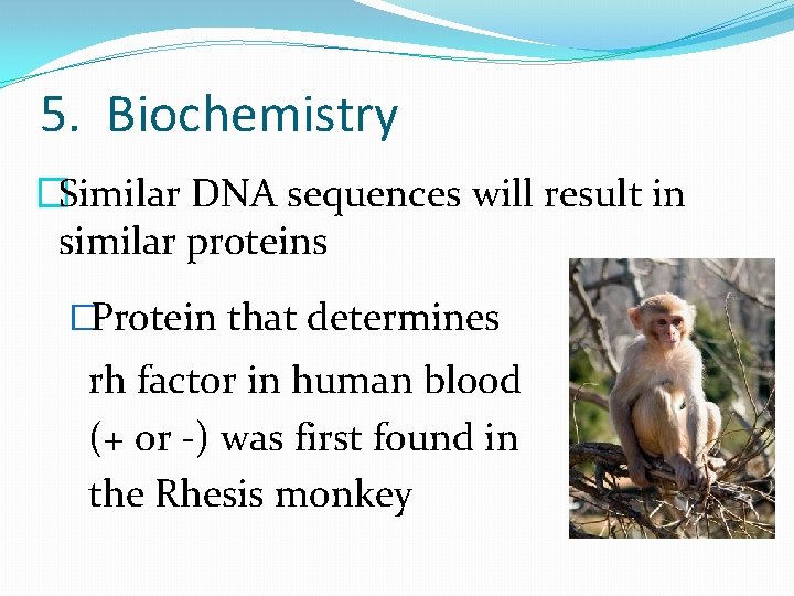 5. Biochemistry �Similar DNA sequences will result in similar proteins �Protein that determines rh