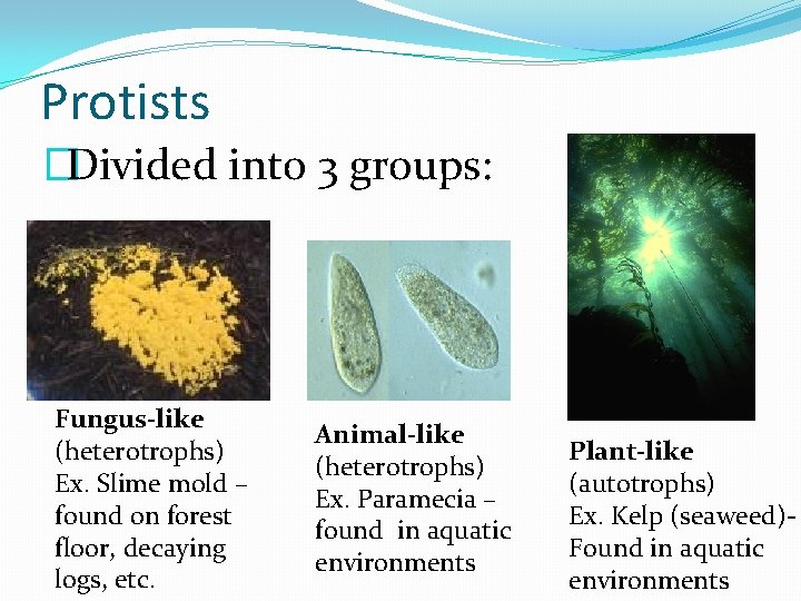 Protists �Divided into 3 groups: Fungus-like (heterotrophs) Ex. Slime mold – found on forest