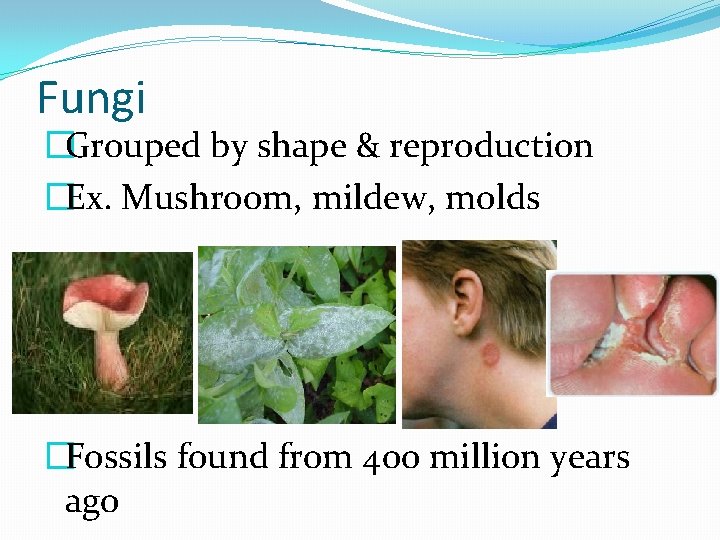 Fungi �Grouped by shape & reproduction �Ex. Mushroom, mildew, molds �Fossils found from 400