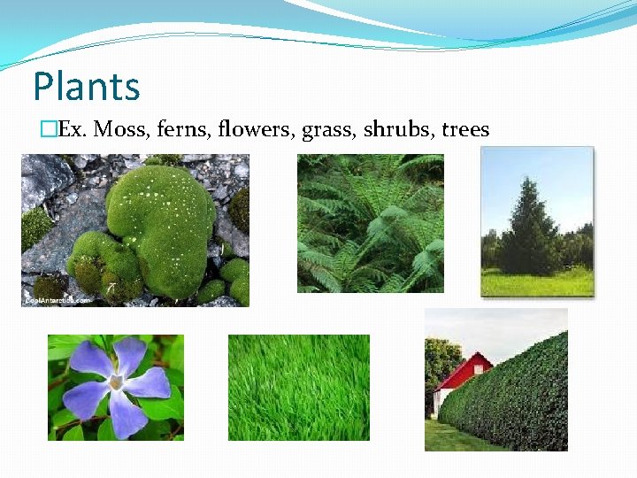 Plants �Ex. Moss, ferns, flowers, grass, shrubs, trees 