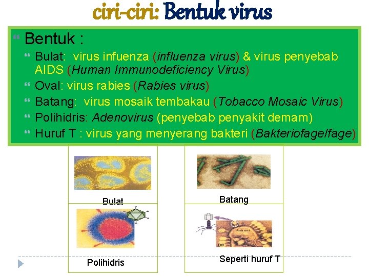 ciri-ciri: Bentuk virus Bentuk : Bulat: virus infuenza (influenza virus) & virus penyebab AIDS