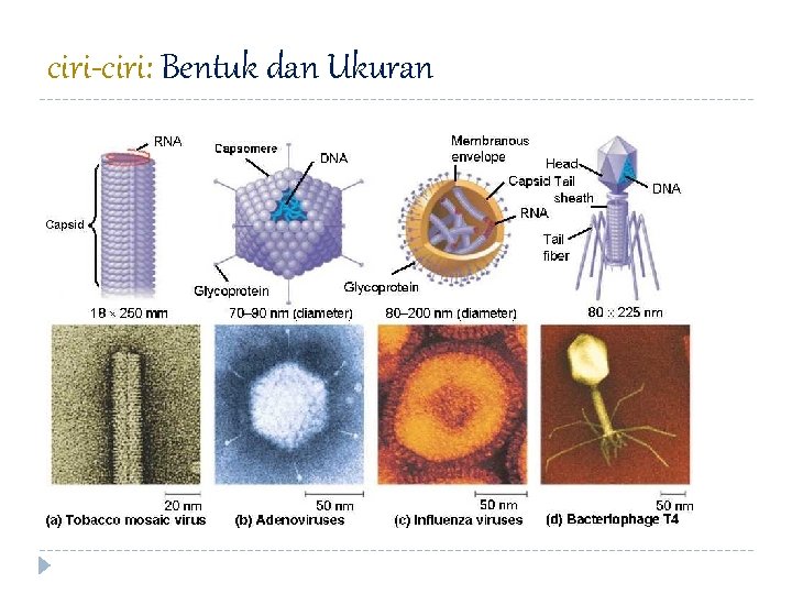 ciri-ciri: Bentuk dan Ukuran 