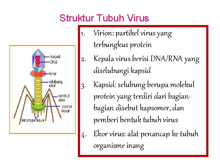 Struktur Tubuh Virus 1. Virion: partikel virus yang terbungkus protein 2. Kepala virus berisi