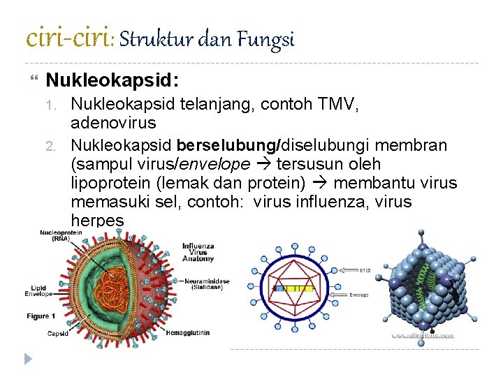ciri-ciri: Struktur dan Fungsi Nukleokapsid: 1. 2. Nukleokapsid telanjang, contoh TMV, adenovirus Nukleokapsid berselubung/diselubungi