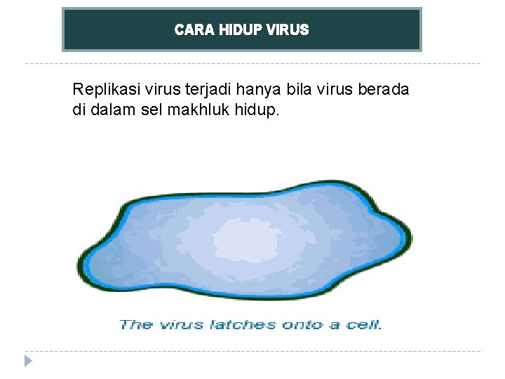 CARA HIDUP VIRUS Replikasi virus terjadi hanya bila virus berada di dalam sel makhluk