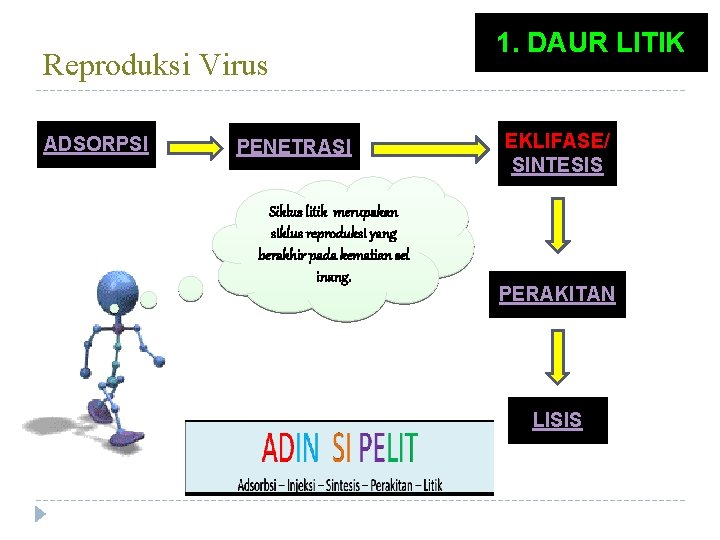 Reproduksi Virus ADSORPSI PENETRASI Siklus litik merupakan siklus reproduksi yang berakhir pada kematian sel