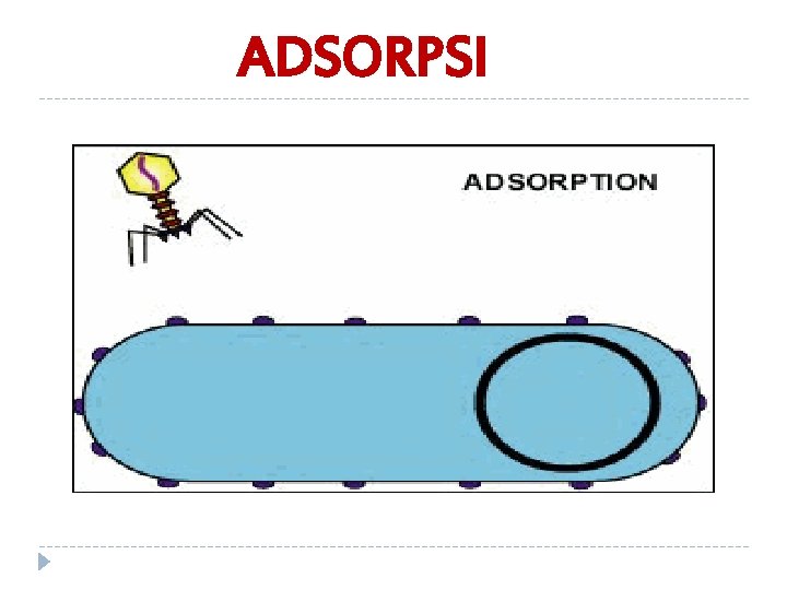 ADSORPSI 
