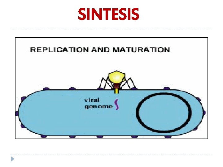 SINTESIS 